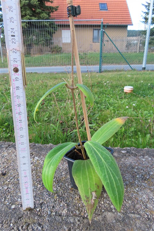 Hoya soligamiana – Bild 2