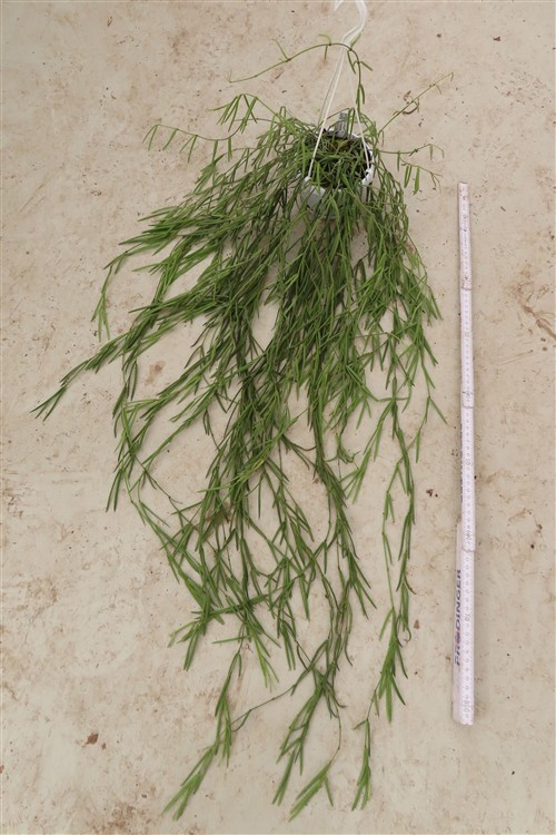 Hoya linearis – Bild 2
