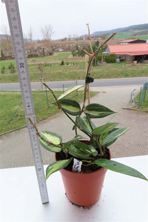 Hoya macrophylla pot of gold – Bild 3