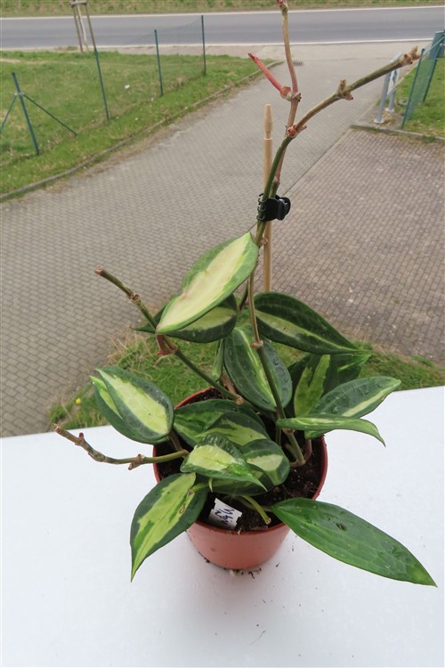 Hoya macrophylla pot of gold – Bild 2