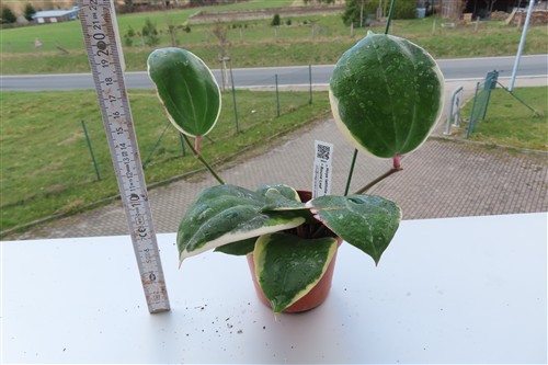 Hoya latifolia albo Round Leaf – Bild 2