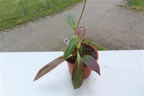 Hoya soligamiana – Bild 2