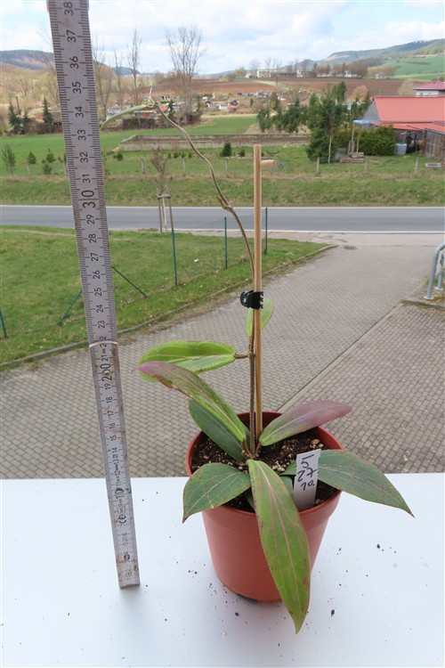 Hoya soligamiana – Bild 3