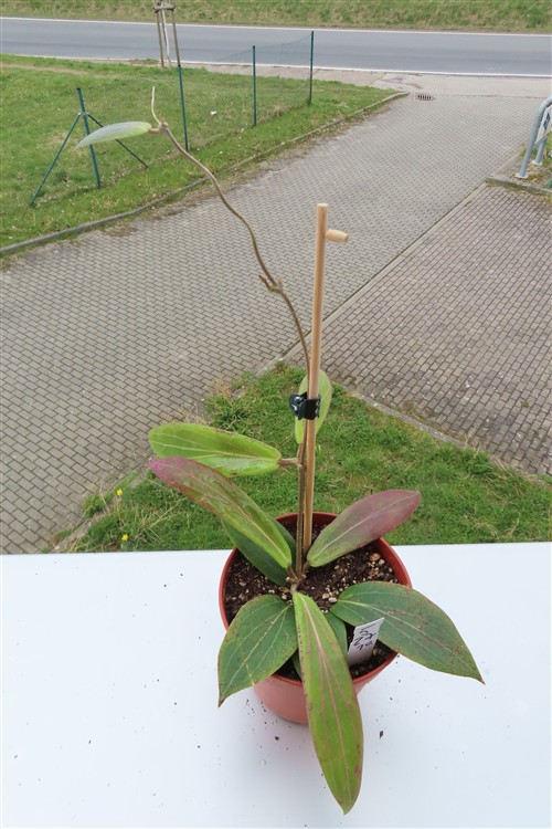 Hoya soligamiana – Bild 2