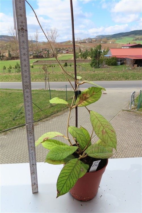 Hoya Sabah – Bild 3