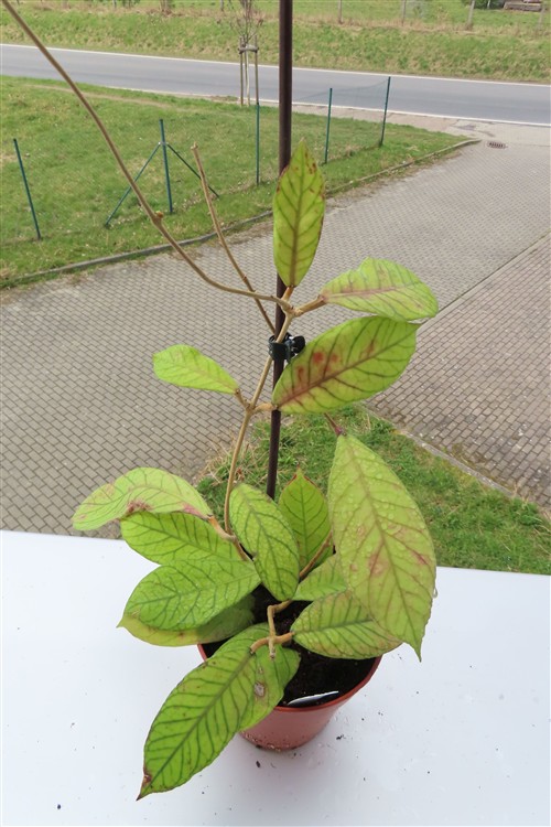 Hoya Sabah – Bild 2