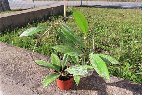 Hoya pubicalix splash Silver Spot – Bild 3