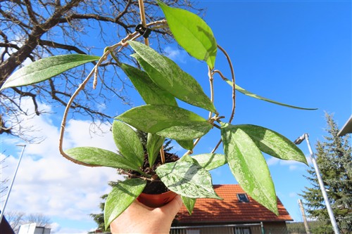 Hoya pubicalix splash Silver Spot – Bild 4
