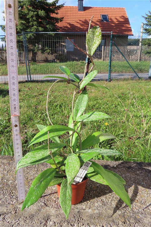 Hoya pubicalix splash Silver Spot – Bild 3