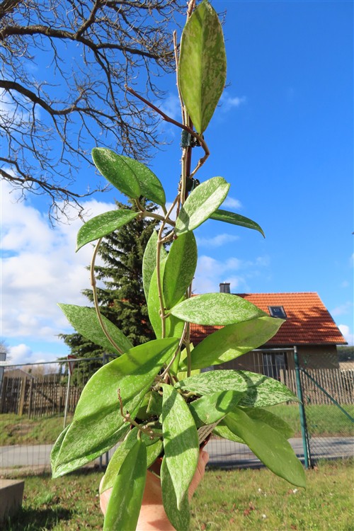 Hoya pubicalix splash Silver Spot – Bild 2
