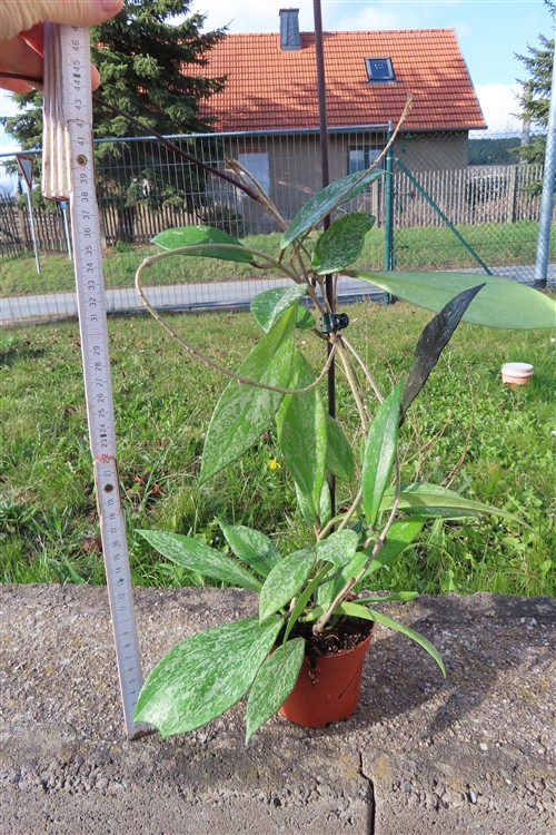 Hoya pubicalix splash Silver Spot – Bild 3