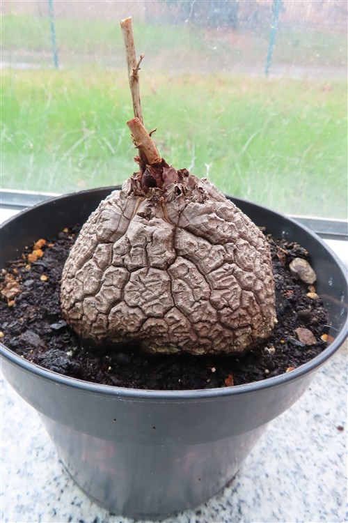 Dioscorea elephantipes – Bild 2