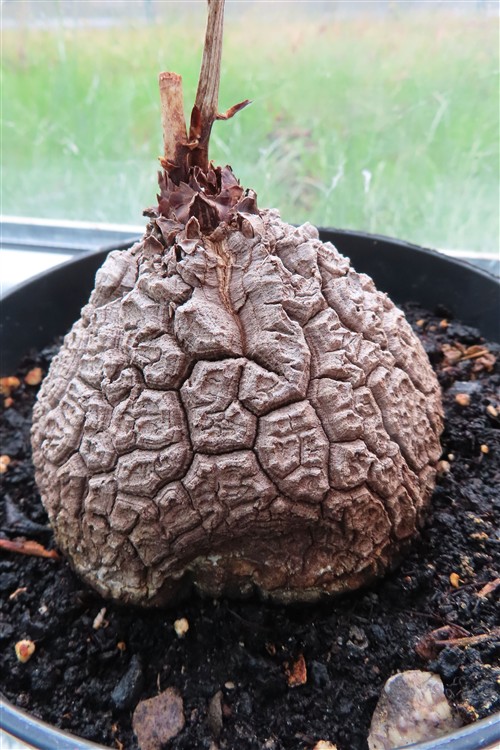 Dioscorea elephantipes – Bild 3
