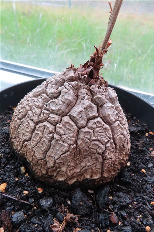 Dioscorea elephantipes – Bild 4