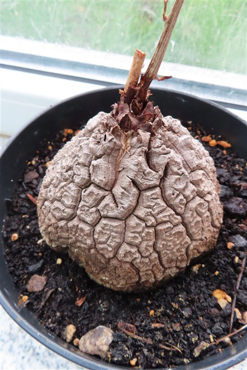 Dioscorea elephantipes – Bild 5