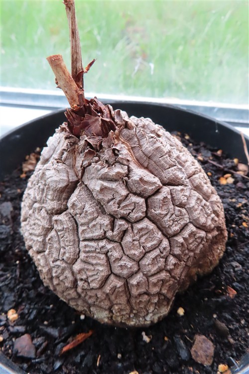 Dioscorea elephantipes – Bild 6