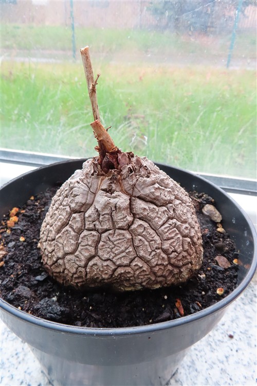 Dioscorea elephantipes – Bild 7