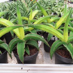 Bogenhanf, Sansevieria star canary variegata