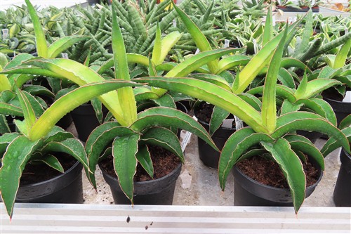 Bogenhanf, Sansevieria star canary variegata