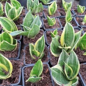 Bogenhanf, Sansevieria hahnii Stars & stripes