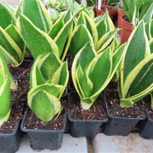 Bogenhanf, Sansevieria trifasciata Jade Pagoda