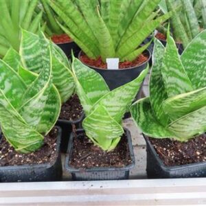 Bogenhanf, Sansevieria Green Hahnii