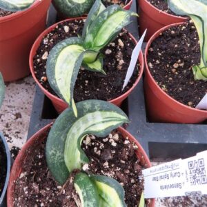 Sansevieria Curly Spiral Star