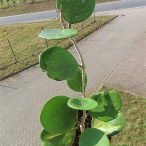 Hoya obovata variegata