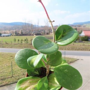 Hoya obovata variegata