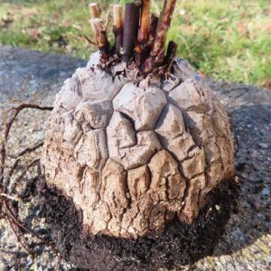 Dioscorea elephantipes