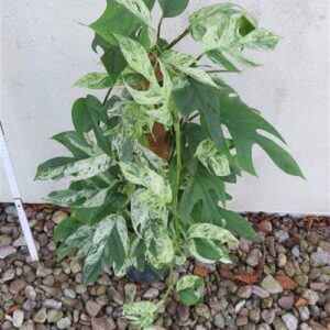 Epipremnum pinnatum marble variegata