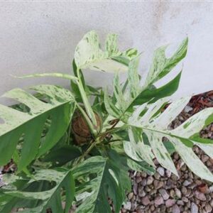 Epipremnum pinnatum marble variegata