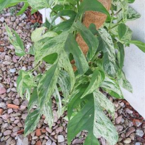 Epipremnum pinnatum marble variegata