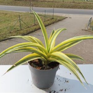Sansevieria Siam Gold