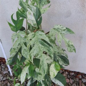 Epipremnum pinnatum marble variegata