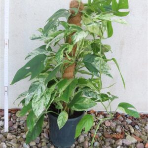 Epipremnum pinnatum marble variegata