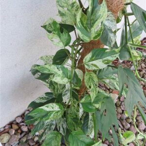 Epipremnum pinnatum marble variegata