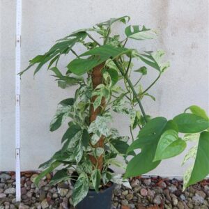 Epipremnum pinnatum marble variegata