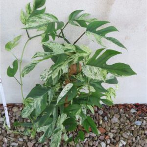 Epipremnum pinnatum marble variegata