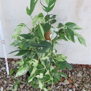 Epipremnum pinnatum marble variegata