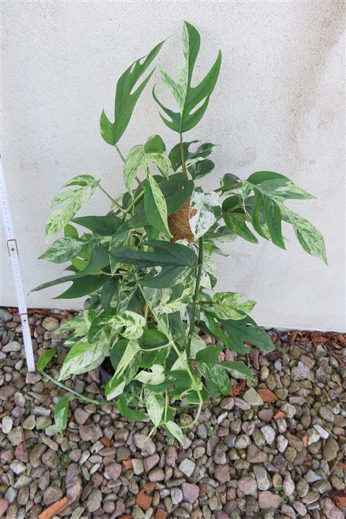 Epipremnum pinnatum marble variegata