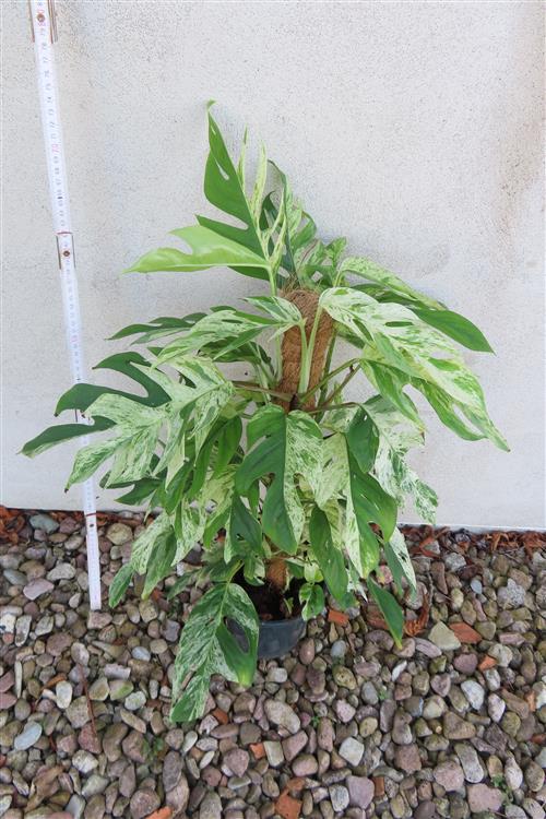 Epipremnum pinnatum marble variegata