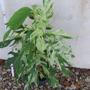 Epipremnum pinnatum marble variegata