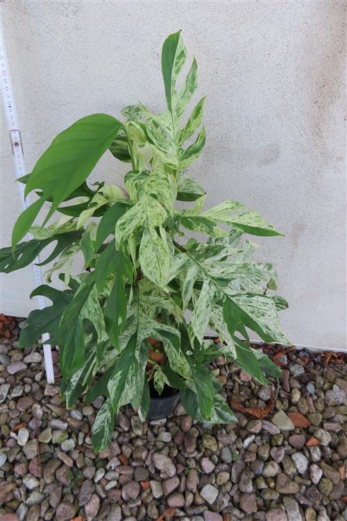 Epipremnum pinnatum marble variegata