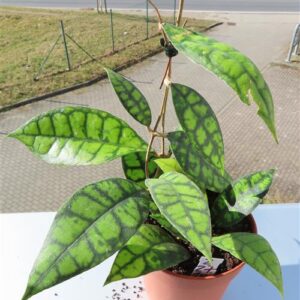 Hoya callistophylla Black Cat