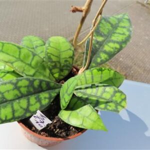 Hoya callistophylla Black Cat