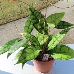 Hoya callistophylla Black Cat