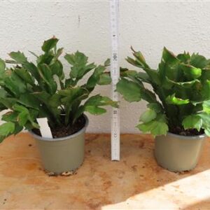 Weihnachtskaktus, Schlumbergera gelb blühend