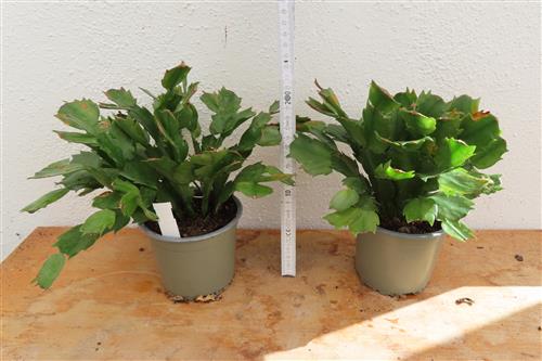 Weihnachtskaktus, Schlumbergera gelb blühend