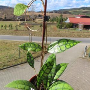 Hoya callistophylla Black Cat